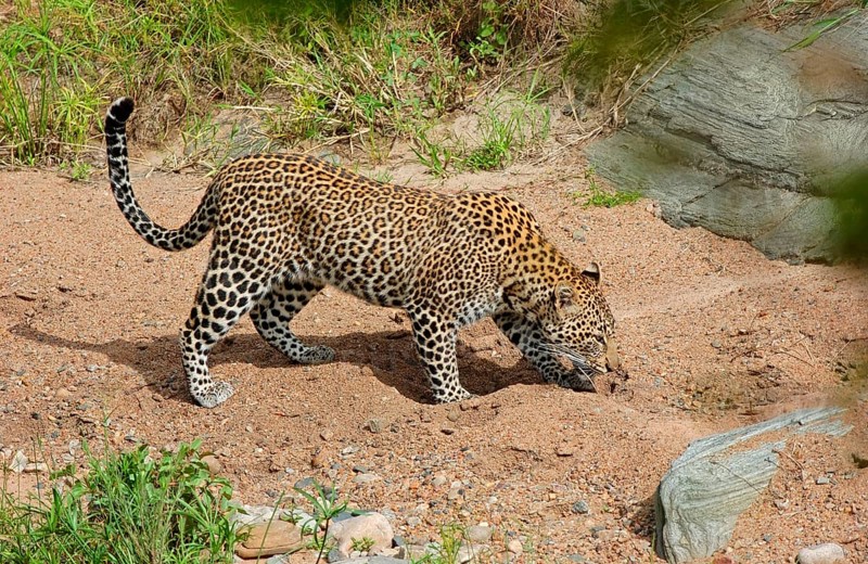 African leopard niche leopards