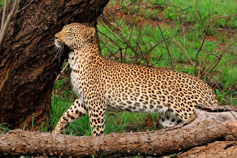African leopard niche leopards
