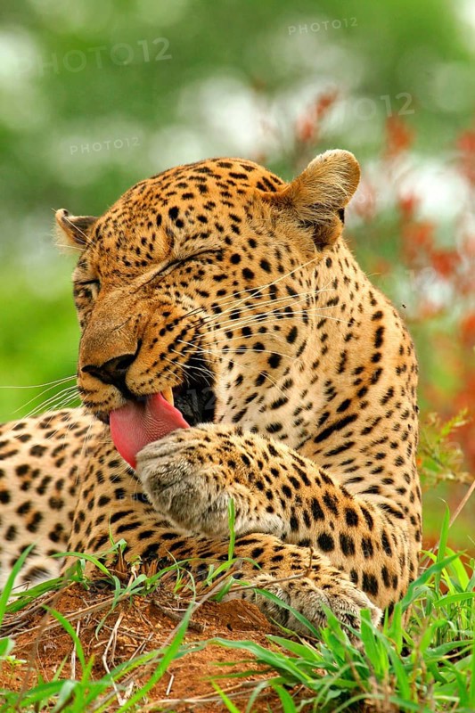 African leopard niche leopards