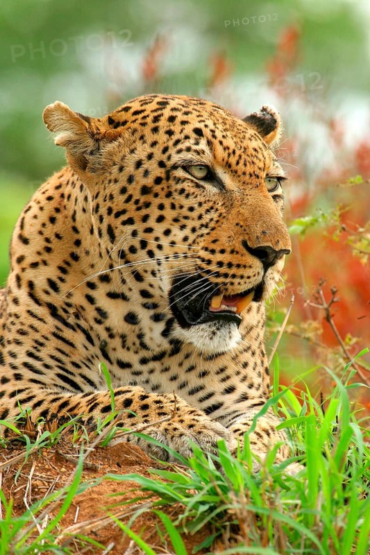 African Leopard Niche leopards