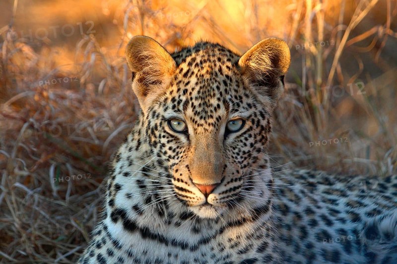 African Leopard Niche leopards