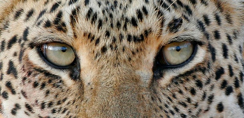 African leopard