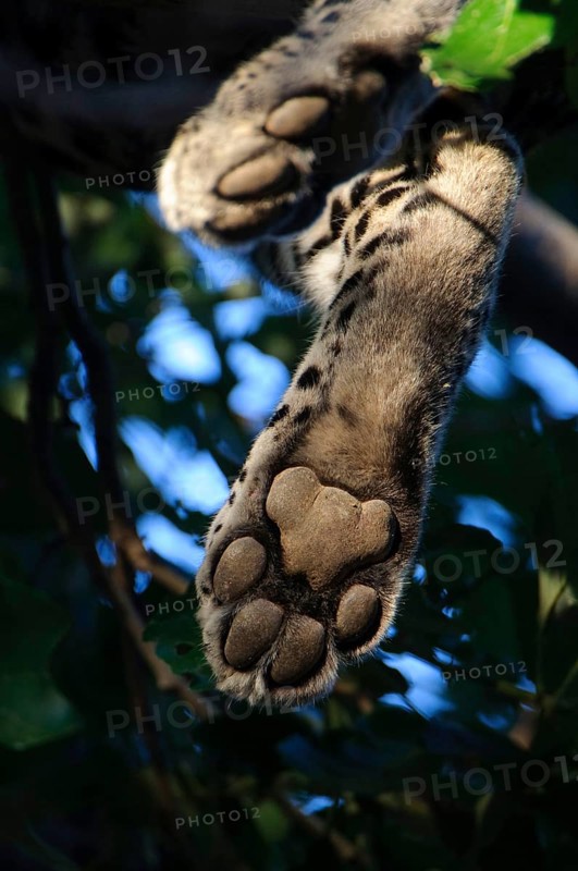 African leopard