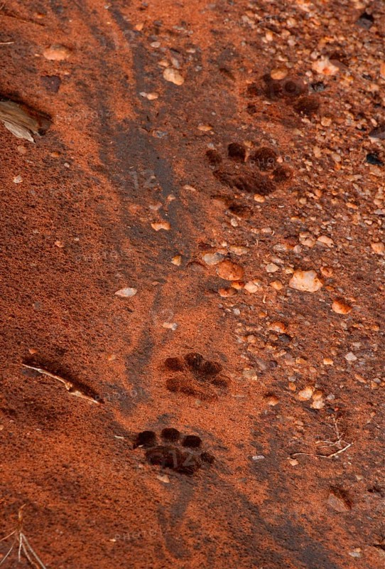 African Leopard