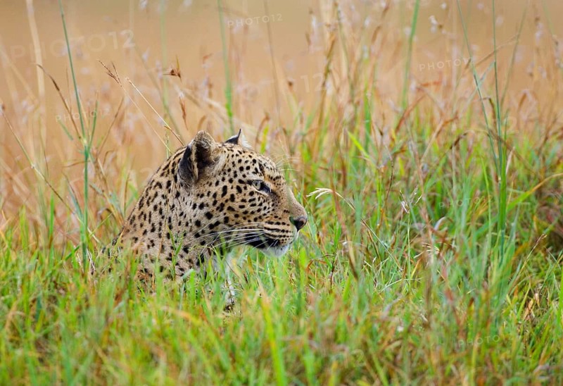 African leopard