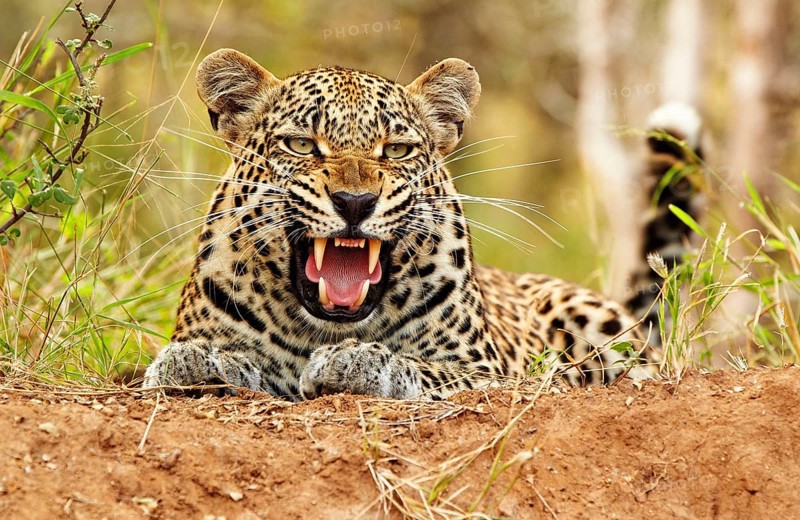 African Leopard
