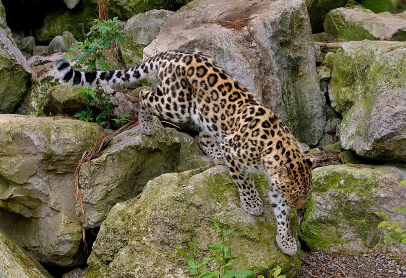 Amur leopard
