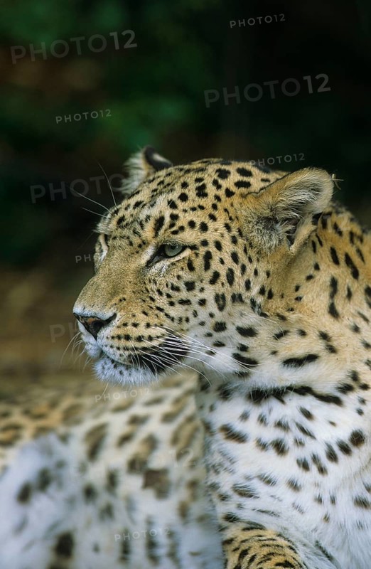 Panthera pardus ciscaucasica
