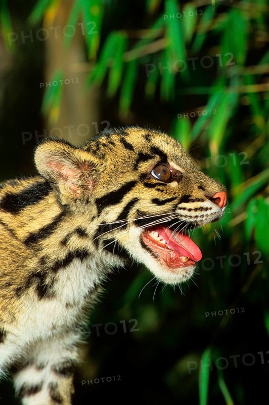 Clouded leopard