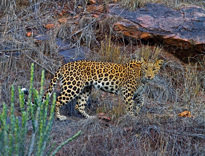 Indian leopard