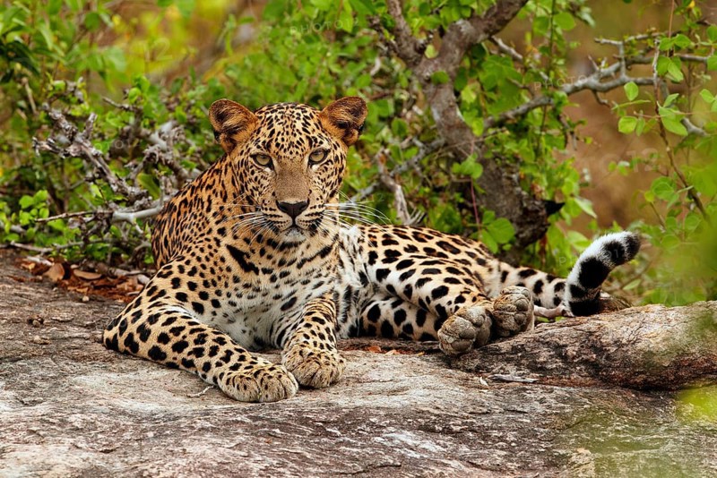 Sri Lankan sri lankan leopard