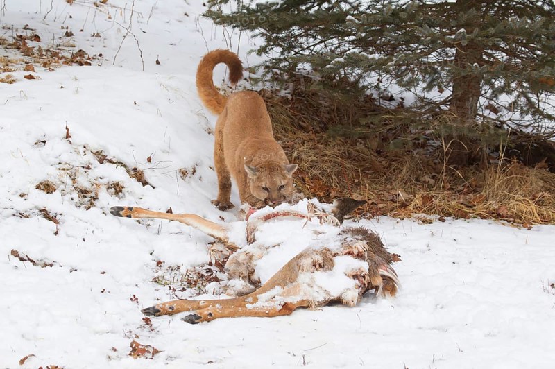 Cougar