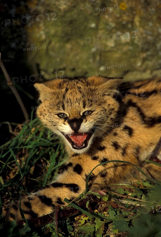 Servals
