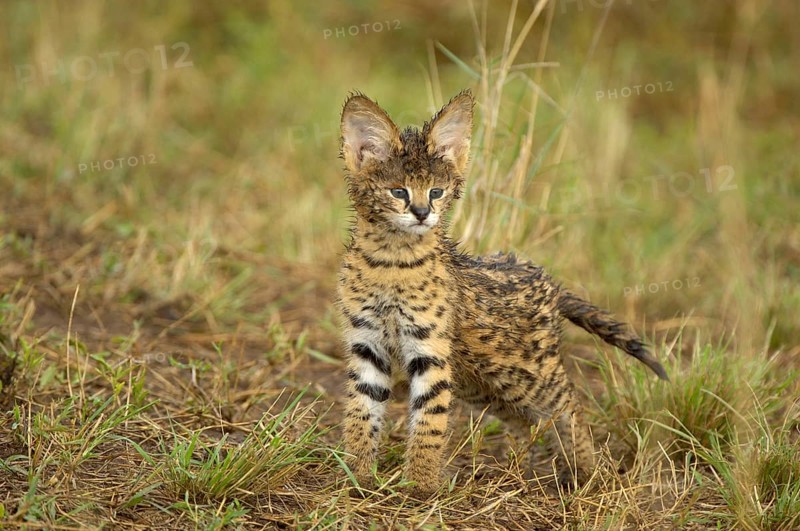 Servals
