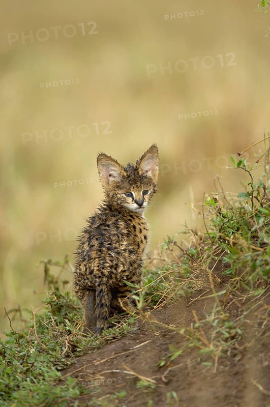 Servals