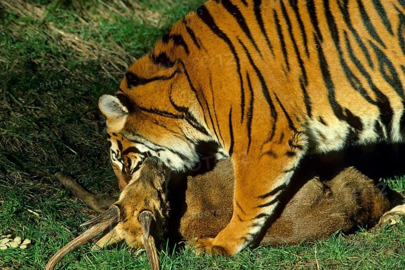 Indian tiger