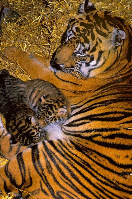 Indian tiger