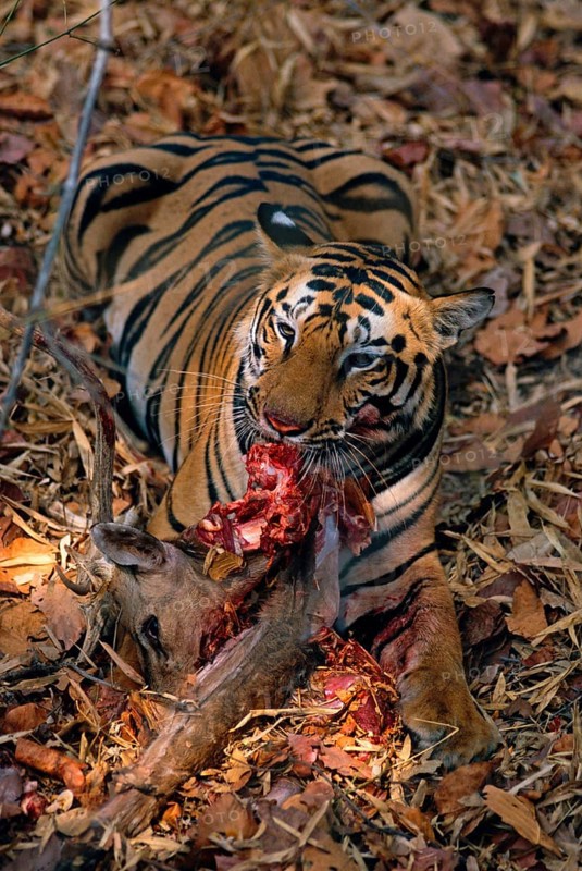 Indian tiger