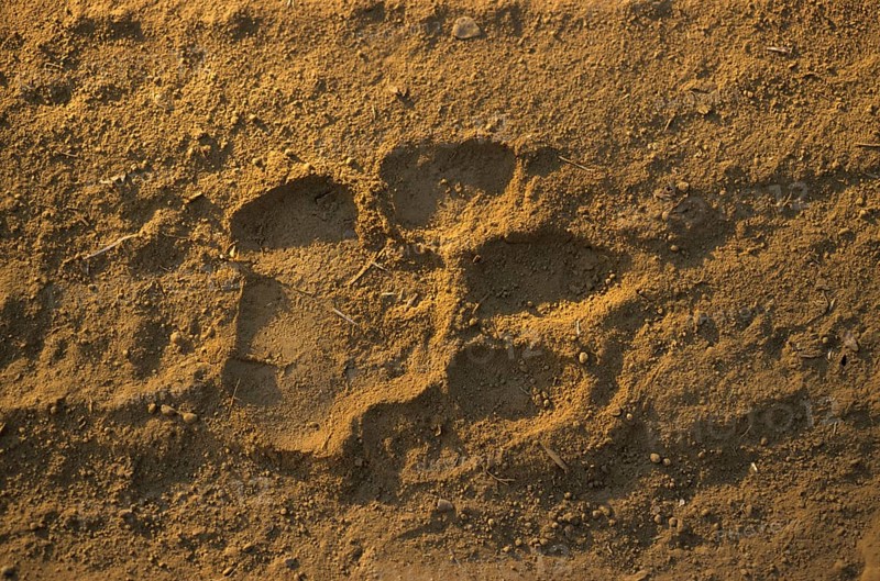 Indian Tiger