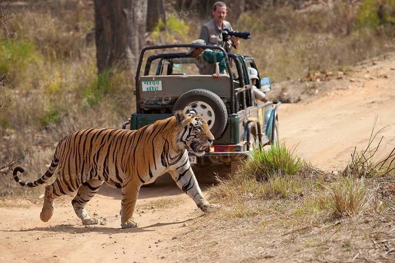 Indian tiger