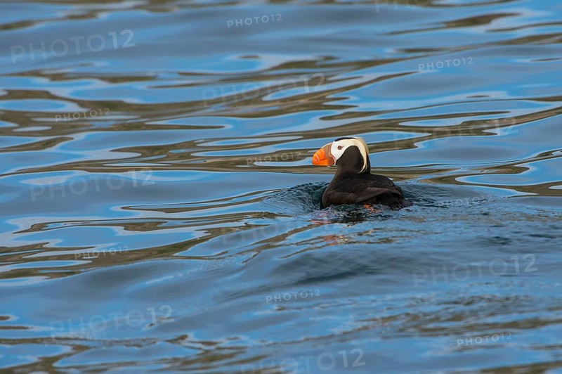 Tufted puffin