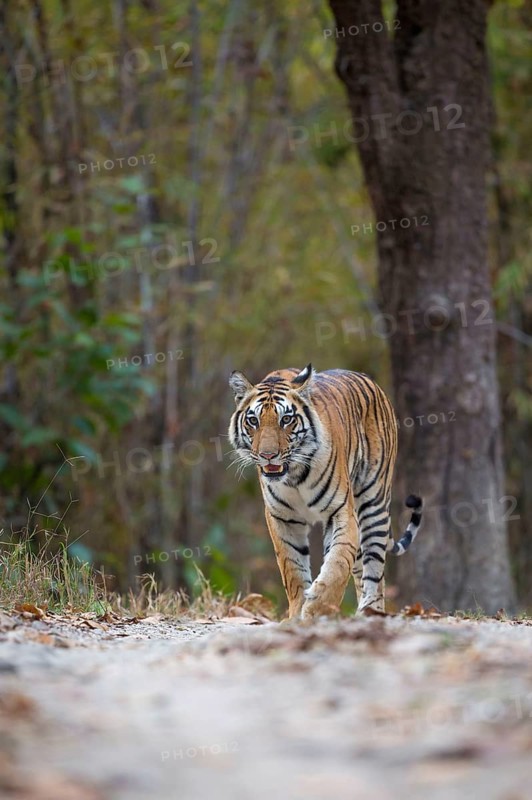 Bengal tiger