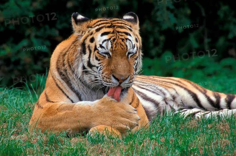 Siberian tiger