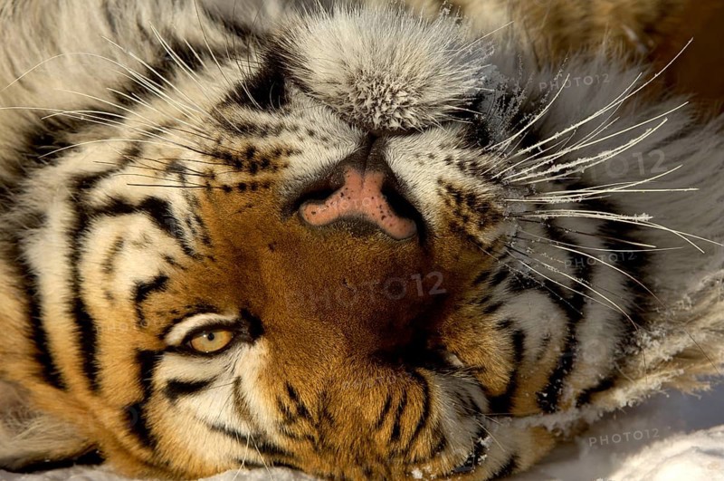 Siberian tiger