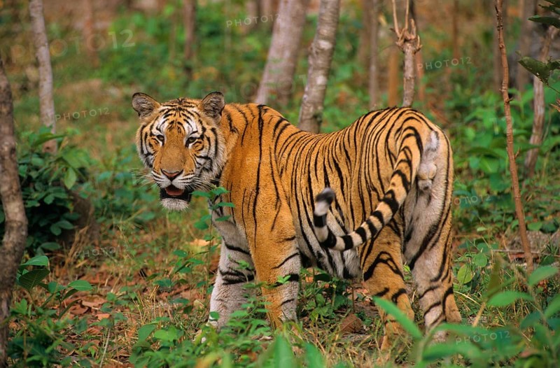 Indochinese tiger