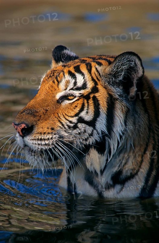 Indochinese tiger