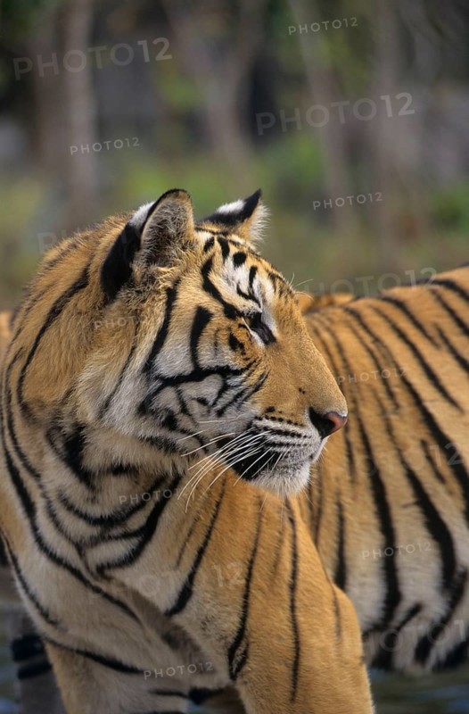 Indochinese tiger
