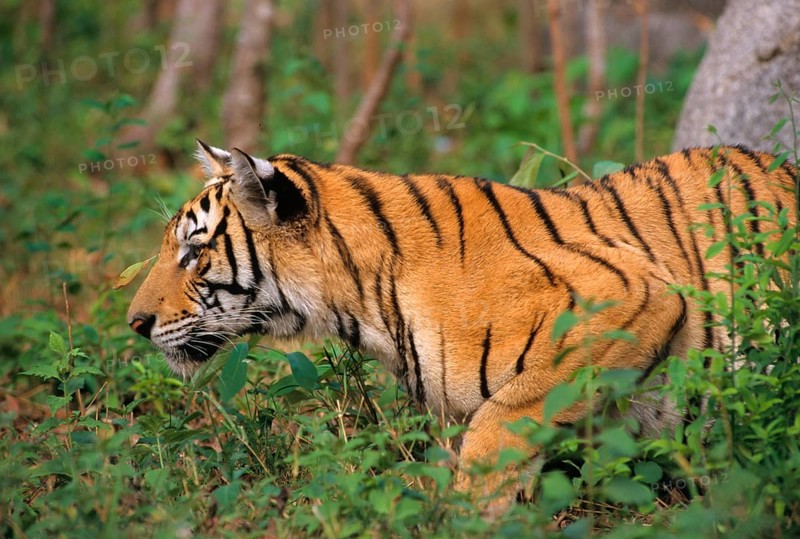 Indochinese tiger