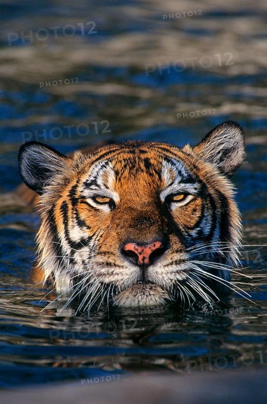 Indochinese tiger