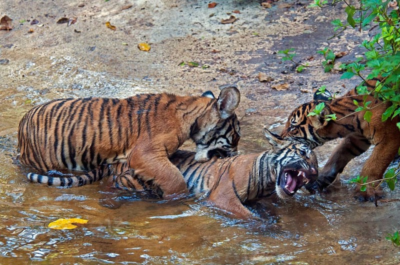 Malaysia tiger