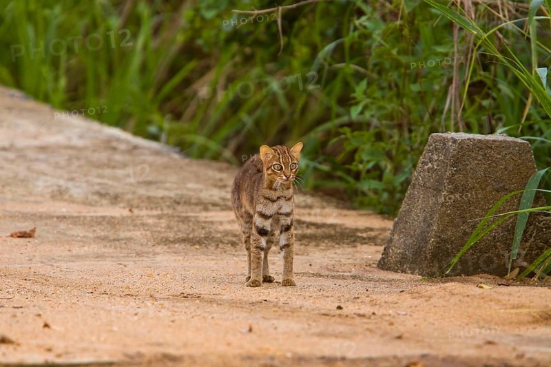 Rust-spotted rusty-spotted cat