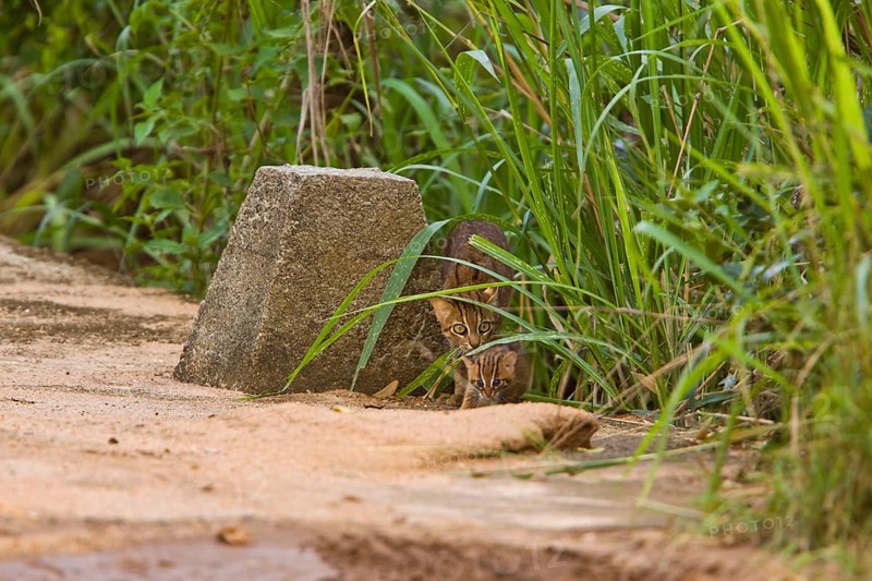 Rusty-spotted rusty-spotted cat