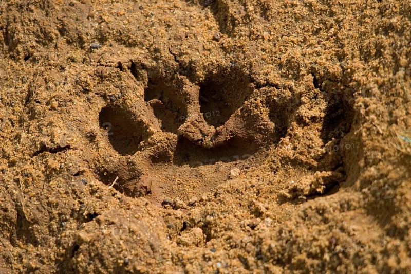 Sri Lanka leopard