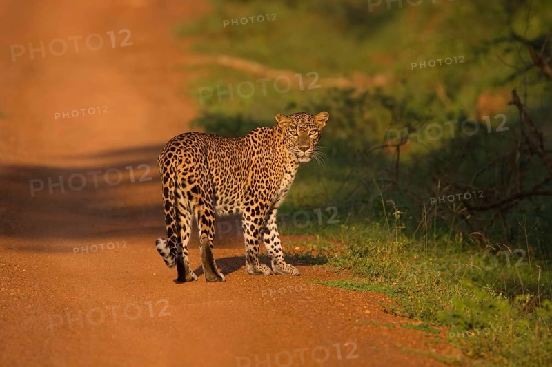 Adult Sri Lankan sri lankan leopard