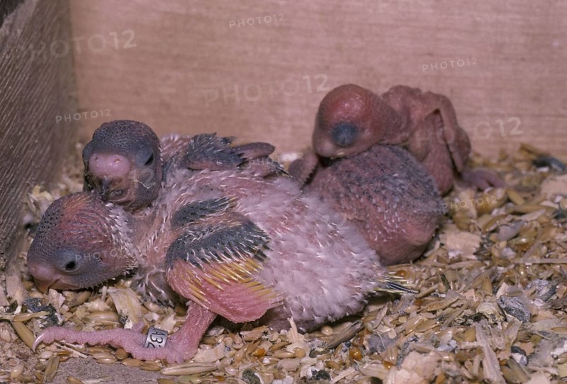Budgies