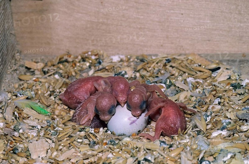 Budgies