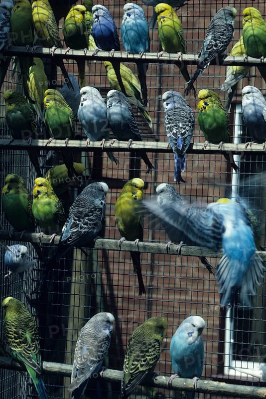 Budgie close-up of a well-stocked aviary