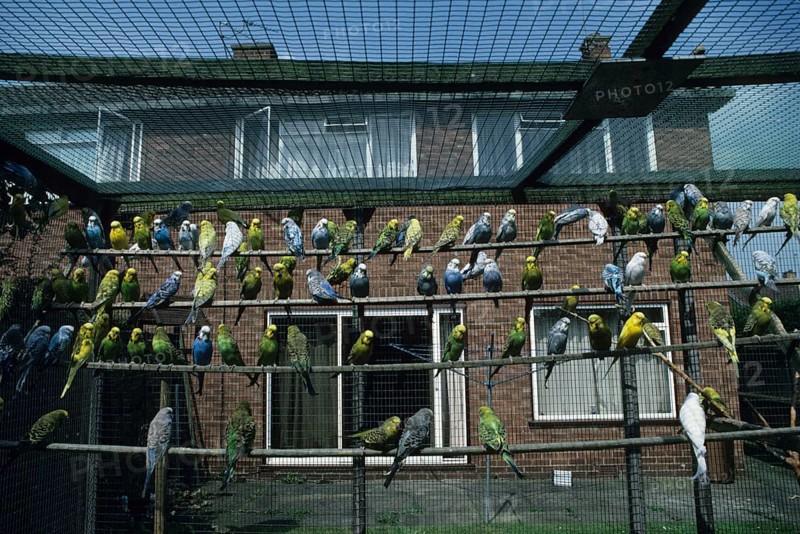 Budgie close-up of a well-stocked aviary