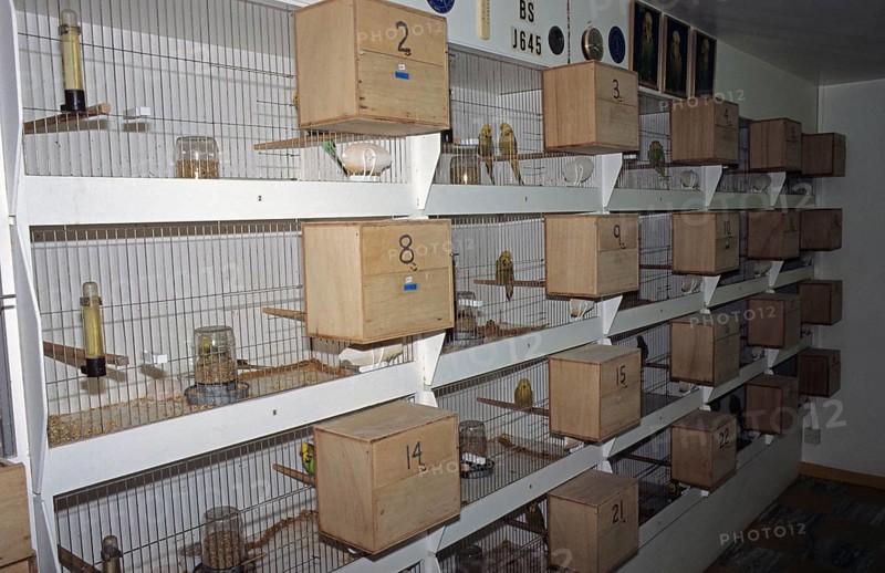 Budgerigar