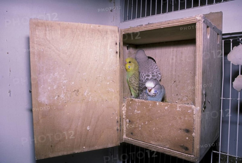 Budgies