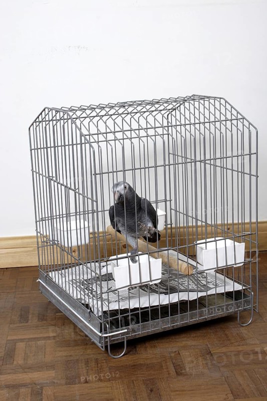 African grey parrot