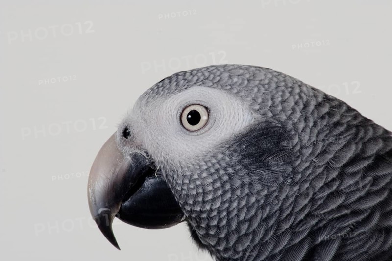 African african grey parrot