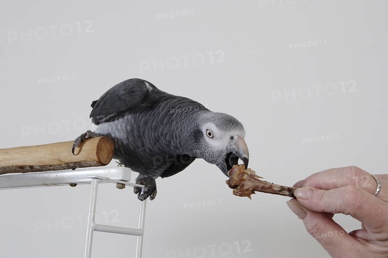 African grey parrot