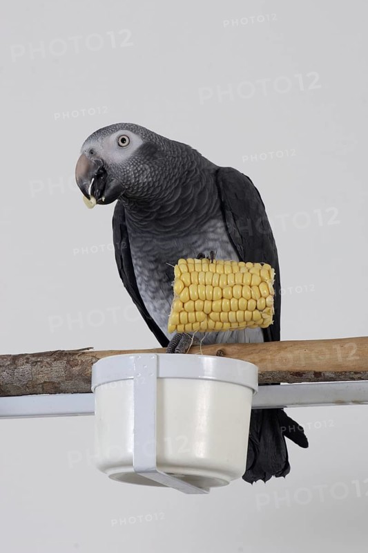 African grey parrot