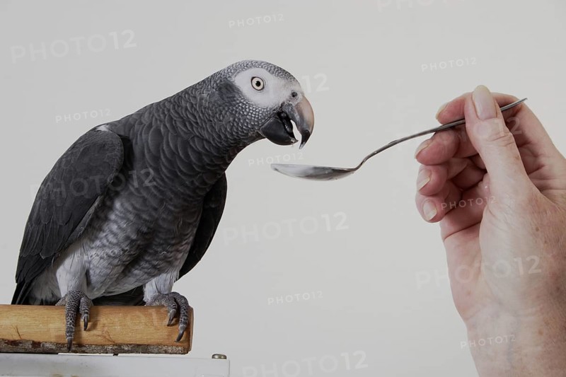 African grey parrot