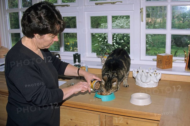 Owner feeds house cat on sideboard in kitchen